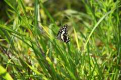 Madagascar / Madagaskar - Reserve Peyrieras Madagascar Exotic 01-10-2016