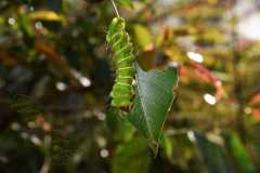 Madagascar / Madagaskar - Reserve Peyrieras Madagascar Exotic 01-10-2016