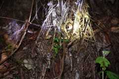 Madagascar / Madagaskar - National Park Andasibe 01-10-2016
