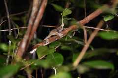 Madagascar / Madagaskar - National Park Andasibe 01-10-2016