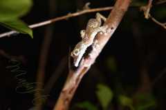 Madagascar / Madagaskar - National Park Andasibe 01-10-2016