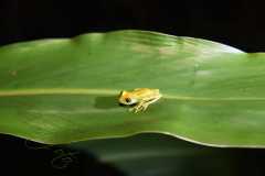 Madagascar / Madagaskar - National Park Andasibe 01-10-2016