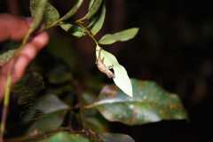 Madagascar / Madagaskar - National Park Andasibe 01-10-2016