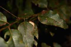 Madagascar / Madagaskar - National Park Andasibe 01-10-2016