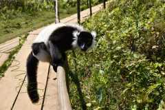 Madagascar - Island of Lemurs near National Park Andasibe / Madagaskar - wyspa lemurów koło National Park Andasibe 02-10-2016
