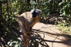Madagascar - Island of Lemurs near National Park Andasibe / Madagaskar - wyspa lemurów koło National Park Andasibe 02-10-2016