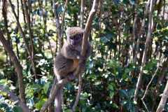 Madagascar - Island of Lemurs near National Park Andasibe / Madagaskar - wyspa lemurów koło National Park Andasibe 02-10-2016