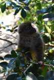 Madagascar - Island of Lemurs near National Park Andasibe / Madagaskar - wyspa lemurów koło National Park Andasibe 02-10-2016