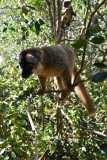 Madagascar - Island of Lemurs near National Park Andasibe / Madagaskar - wyspa lemurów koło National Park Andasibe 02-10-2016