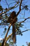 Madagascar - Island of Lemurs near National Park Andasibe / Madagaskar - wyspa lemurów koło National Park Andasibe 02-10-2016