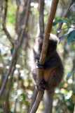 Madagascar - Island of Lemurs near National Park Andasibe / Madagaskar - wyspa lemurów koło National Park Andasibe 02-10-2016