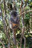 Madagascar - Island of Lemurs near National Park Andasibe / Madagaskar - wyspa lemurów koło National Park Andasibe 02-10-2016