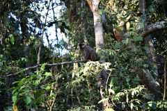 Madagascar / Madagaskar - National Park Andasibe 02-10-2016