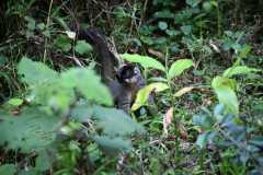 Madagascar / Madagaskar - National Park Andasibe 02-10-2016