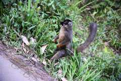 Madagascar / Madagaskar - National Park Andasibe 02-10-2016