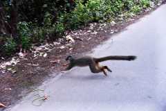 Madagascar / Madagaskar - National Park Andasibe 02-10-2016