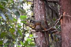 Madagascar / Madagaskar - National Park Andasibe 02-10-2016