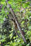 Madagascar / Madagaskar - National Park Andasibe 02-10-2016