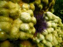 Madagascar / Madagaskar - Foulpointe 03-10-2016