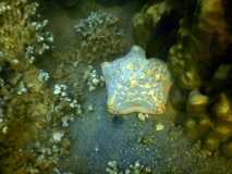 Madagascar / Madagaskar - Foulpointe 03-10-2016