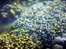 Madagascar / Madagaskar - Foulpointe 03-10-2016