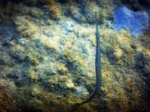 Madagascar / Madagaskar - Foulpointe 03-10-2016
