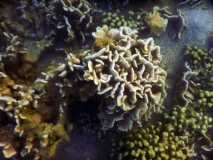 Madagascar / Madagaskar - Foulpointe 03-10-2016