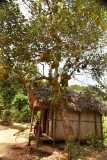 Madagascar / Madagaskar - Iles Aux Nattes Island 05-10-2016
