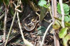 Madagascar / Madagaskar - Iles Aux Nattes Island 05-10-2016