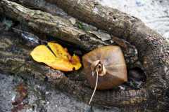 Madagascar / Madagaskar - Iles Aux Nattes Island 05-10-2016
