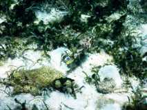 Madagascar / Madagaskar - Iles Aux Nattes Island 05-10-2016
