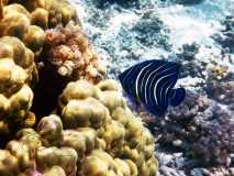 Madagascar / Madagaskar - Iles Aux Nattes Island 05-10-2016