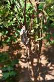 Madagascar - Crocodile Park near Antananarivo / Madagaskar - farma krokodyli koło Antananarivo 08-10-2016