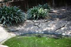 Madagascar - Crocodile Park near Antananarivo / Madagaskar - farma krokodyli koło Antananarivo 08-10-2016