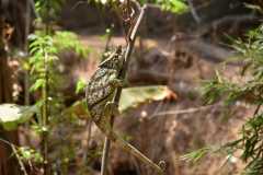 Madagascar - Crocodile Park near Antananarivo / Madagaskar - farma krokodyli koło Antananarivo 08-10-2016