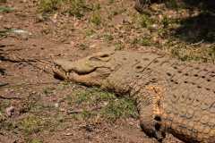 Madagascar - Crocodile Park near Antananarivo / Madagaskar - farma krokodyli koło Antananarivo 08-10-2016