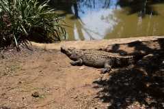 Madagascar - Crocodile Park near Antananarivo / Madagaskar - farma krokodyli koło Antananarivo 08-10-2016