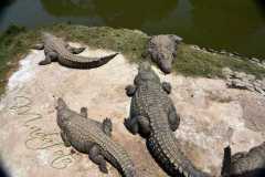 Madagascar - Crocodile Park near Antananarivo / Madagaskar - farma krokodyli koło Antananarivo 08-10-2016