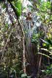 Madagascar / Madagaskar - National Park Andasibe 02-10-2016