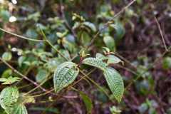 Madagascar / Madagaskar - National Park Andasibe 02-10-2016