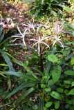Madagascar / Madagaskar - National Park Andasibe 02-10-2016