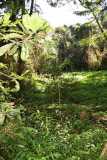 Madagascar / Madagaskar - National Park Andasibe 02-10-2016