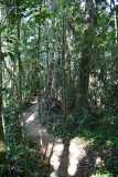 Madagascar / Madagaskar - National Park Andasibe 02-10-2016
