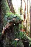 Madagascar / Madagaskar - National Park Andasibe 02-10-2016