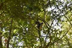 Madagascar / Madagaskar - National Park Andasibe 02-10-2016