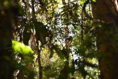 Madagascar / Madagaskar - National Park Andasibe 02-10-2016