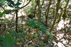 Madagascar / Madagaskar - National Park Andasibe 02-10-2016
