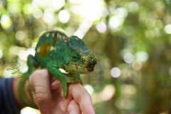 Madagascar / Madagaskar - National Park Andasibe 02-10-2016