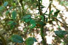 Madagascar / Madagaskar - National Park Andasibe 02-10-2016