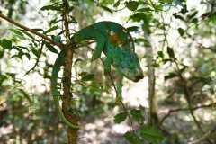 Madagascar / Madagaskar - National Park Andasibe 02-10-2016